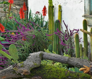 native garden native garden