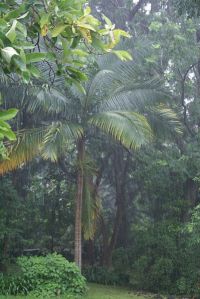 tropical garden
