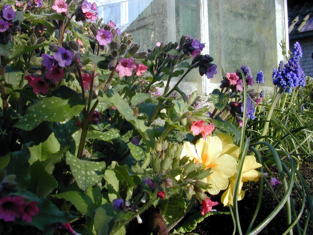 flower garden flower garden