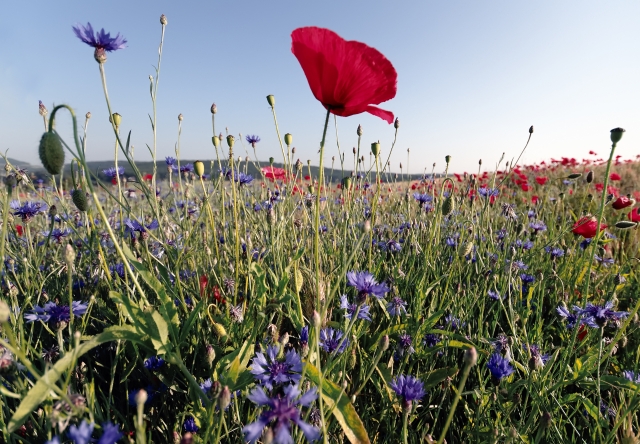 wildflower garden