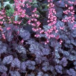 coral bells