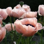 pink plume poppy