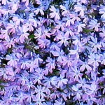 wild blue phlox